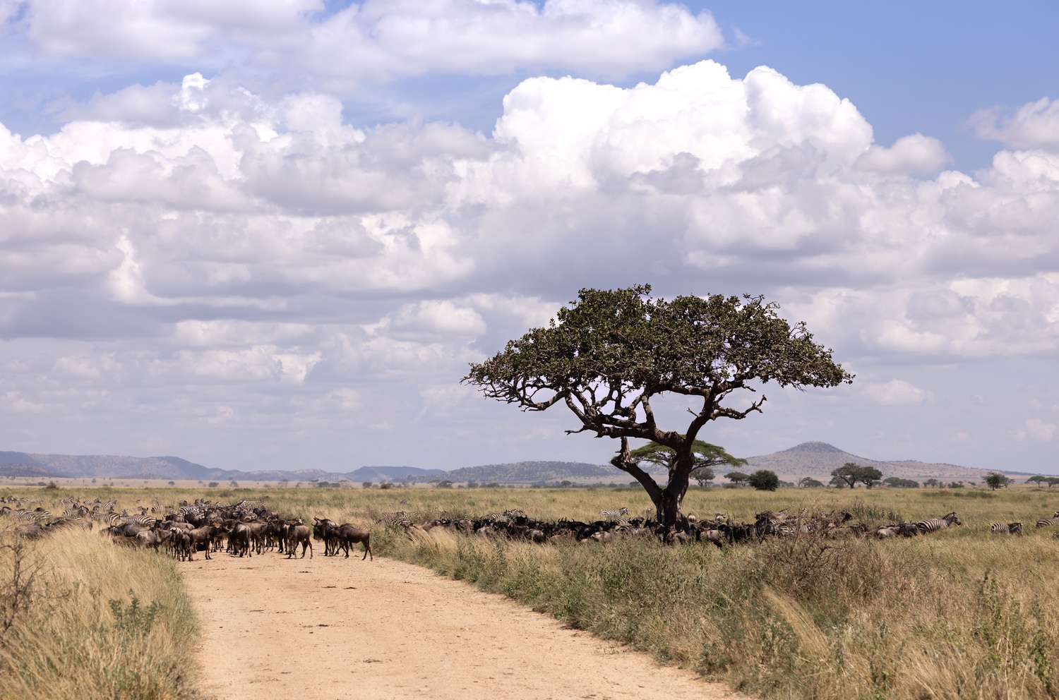 Asilia Africa Namiri Plains0007 Lucie